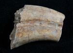 Partial Raptor Claw - Two Medicine Formation, Montana #4304-1